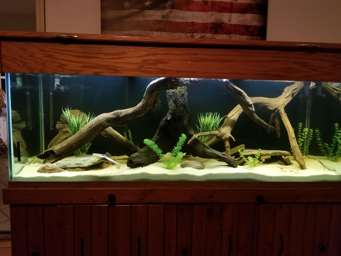 250 gallons freshwater fish tank (mostly fish and non-living decorations) - River Monsters