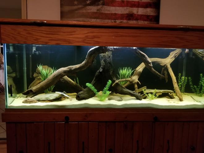 250 gallons freshwater fish tank (mostly fish and non-living decorations) - River Monsters