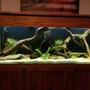 250 gallons freshwater fish tank (mostly fish and non-living decorations) - River Monsters