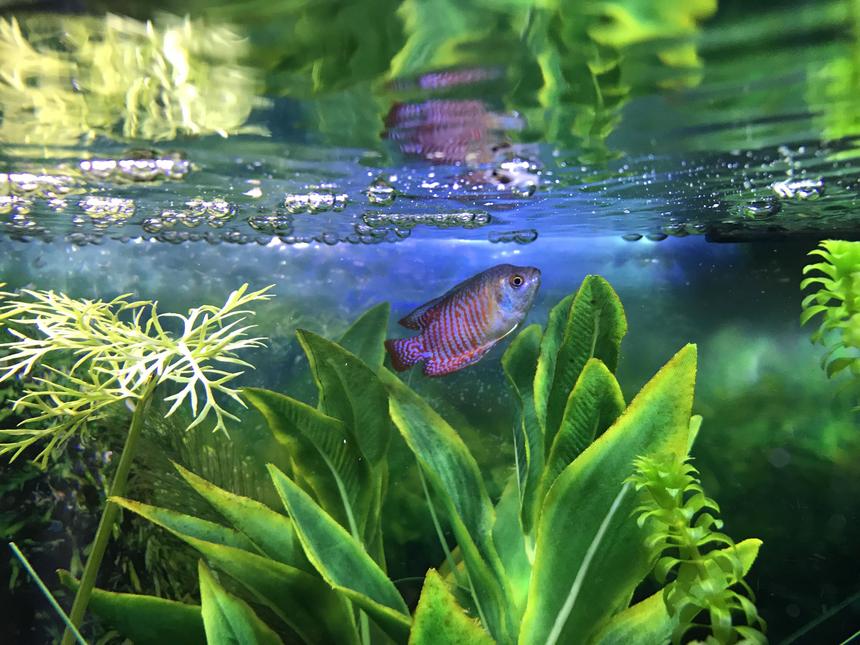 Rated #2: Freshwater Fish Stocking In 10 Gallons Tank - My Dwarf gourami