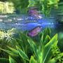 freshwater fish stocking in 10 gallons tank - My Dwarf gourami