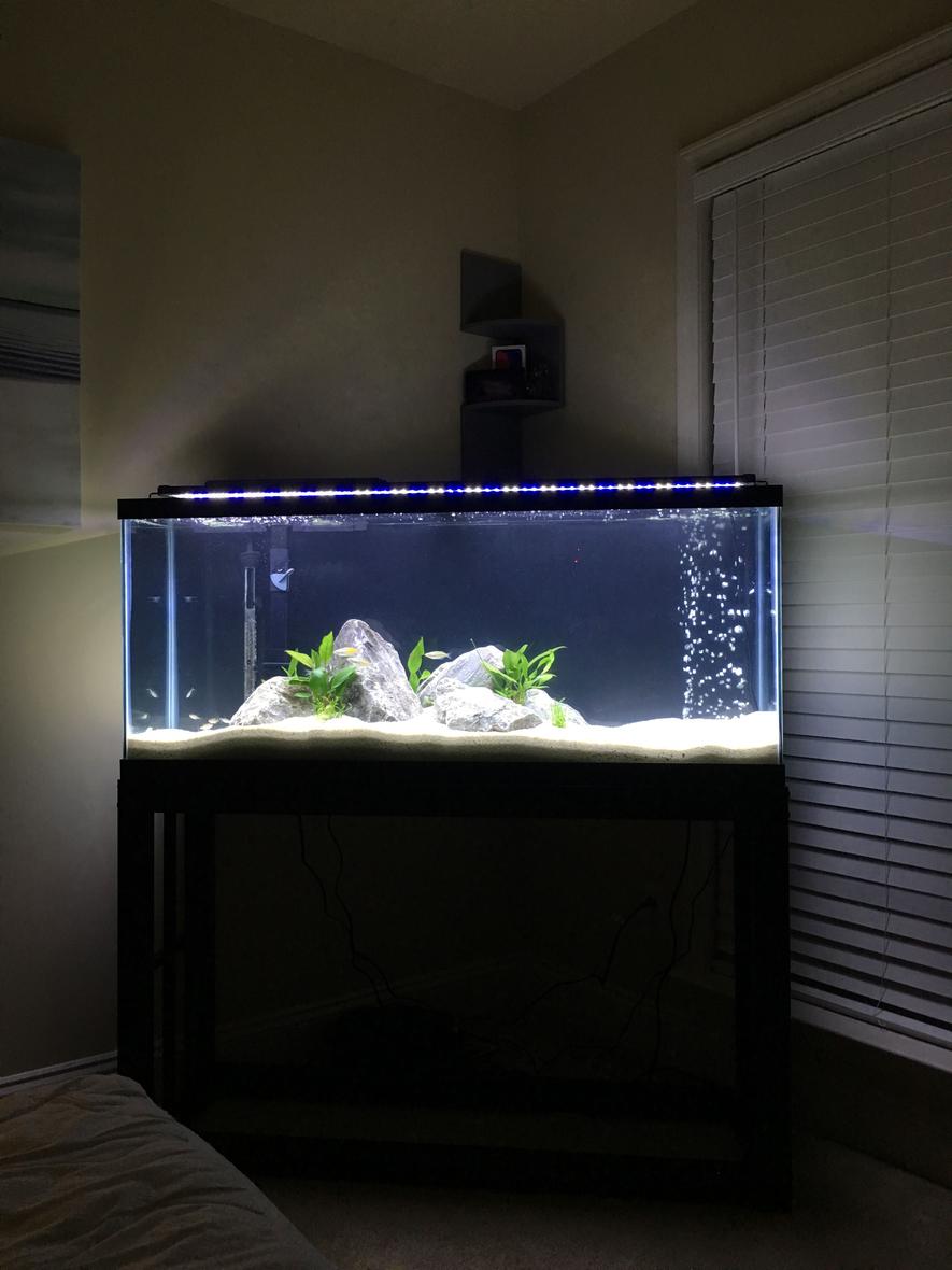 fish tank picture - First tank