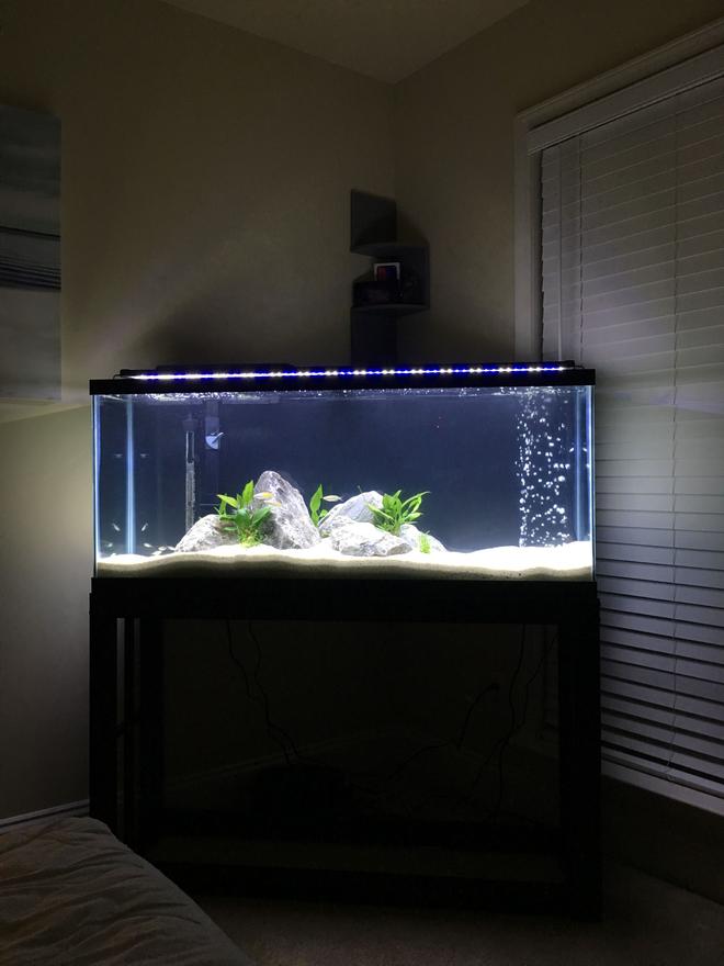55 gallons freshwater fish tank (mostly fish and non-living decorations) - First tank