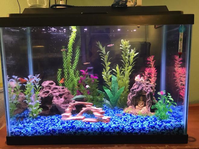 20 gallons freshwater fish tank (mostly fish and non-living decorations) - Front view