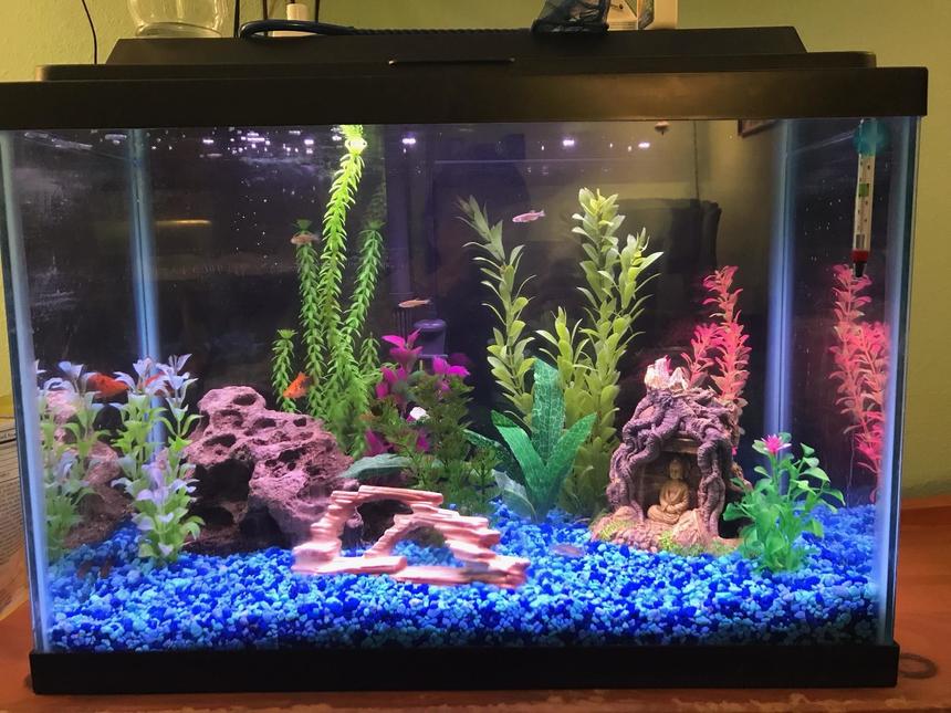Rated #20: 20 Gallons Freshwater Fish Tank - Front view
