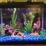 20 gallons freshwater fish tank (mostly fish and non-living decorations) - Front view