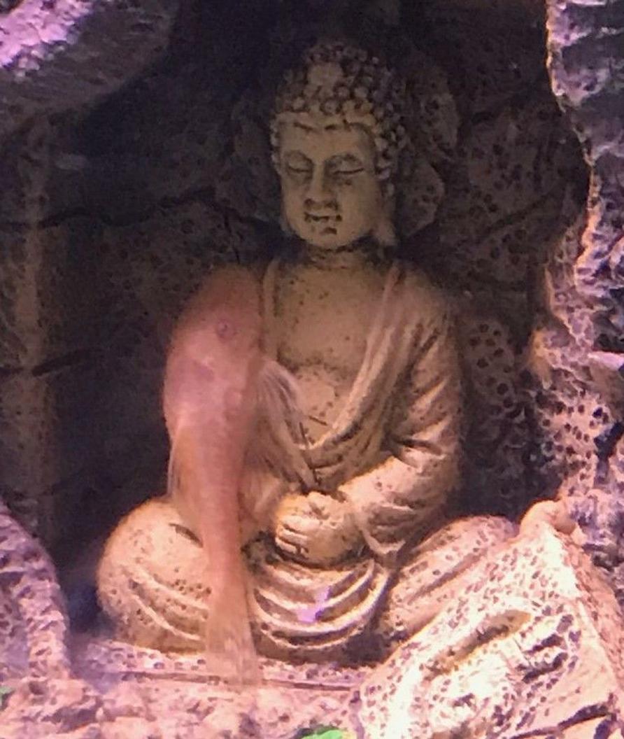 Rated #14: Freshwater Fish Stocking In 20 Gallons Tank - Meditation time for my Albino Clown Pleco