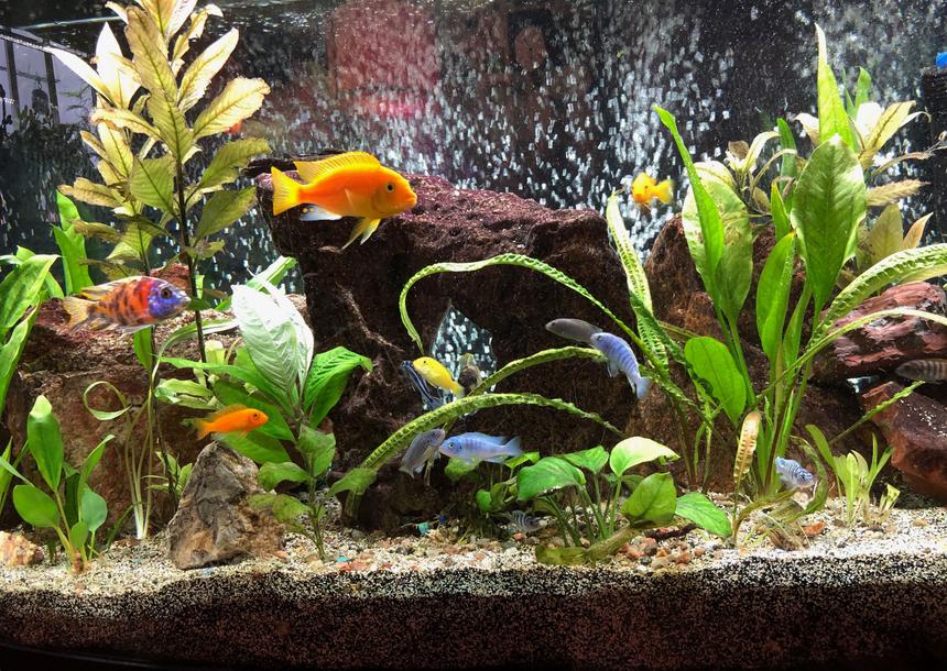 Rated #7: 72 Gallons Freshwater Fish Tank - This in my 72-gallon bow-front Lake Malawi African Cichlid aquarium. Re-planed every few months to offset what they eat and what can't survive the high pH. It's been up and running for about 2.5 years. Kept as a hobby. I hope you enjoy it. Have a great day!
