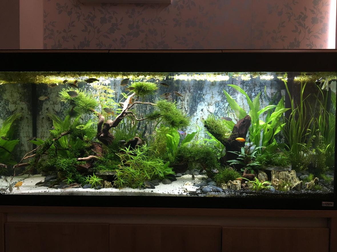 63 gallons freshwater fish tank (mostly fish and non-living decorations) - The Realm