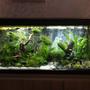 63 gallons freshwater fish tank (mostly fish and non-living decorations) - The Realm