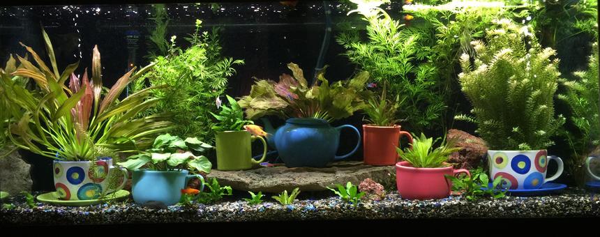 Rated #7: 72 Gallons Planted Tank - This is my 75-gallon freshwater planted aquarium. Located in my living room, on display next to my mug collection. It's been running for 8 months or so. Enjoy and thank you!