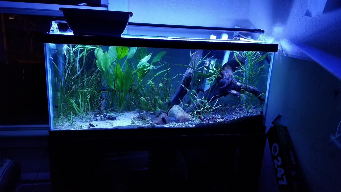 46 gallons planted tank (mostly live plants and fish) - My 75 gallon catfish aquarium