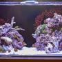 30 gallons reef tank (mostly live coral and fish) - 30 gal mixed reef