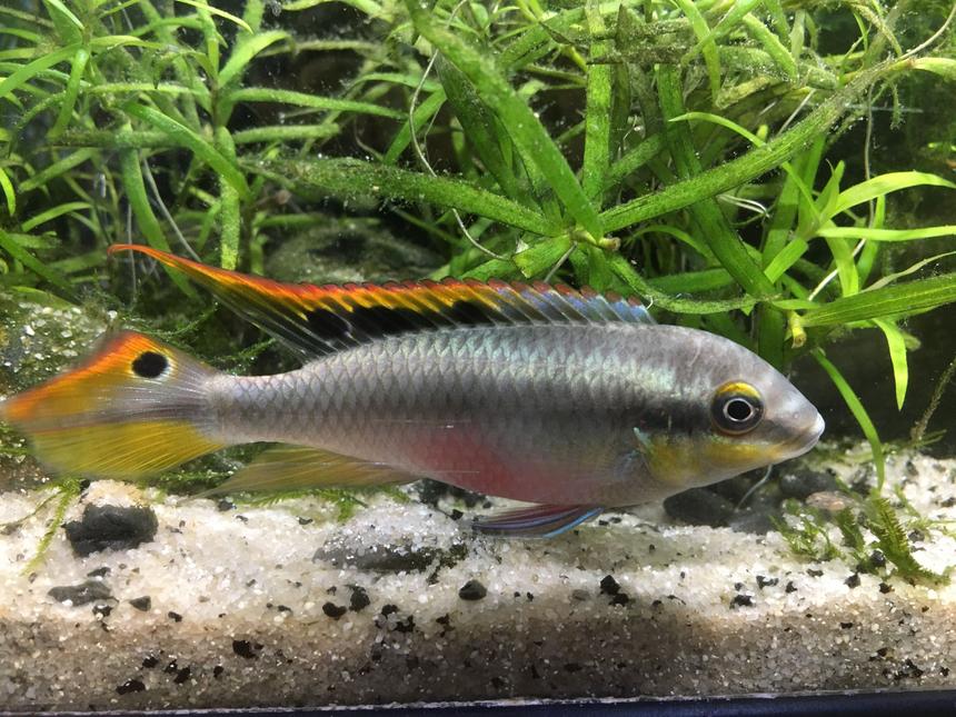 Rated #5: Freshwater Fish Stocking In 63 Gallons Tank - Kribensis male