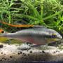 freshwater fish stocking in 63 gallons tank - Kribensis male