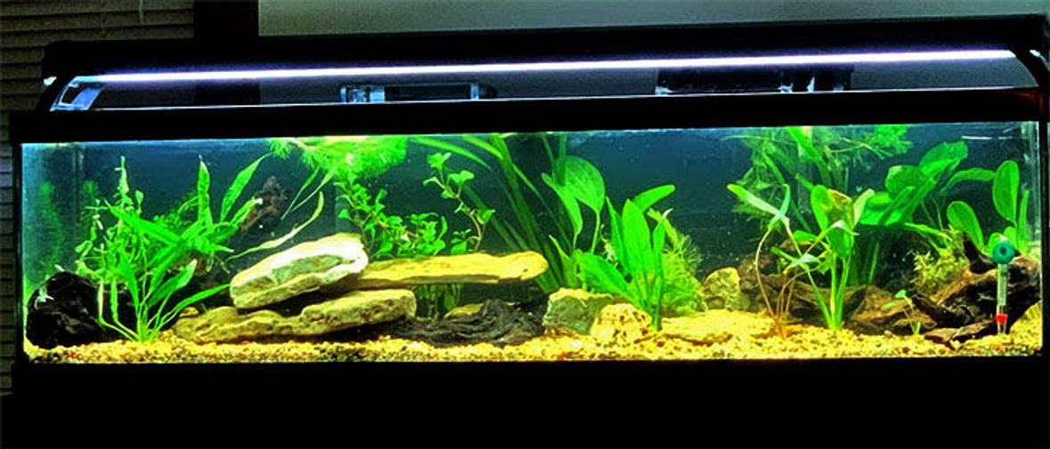 33 gallons planted tank (mostly live plants and fish) - fish to be stocked soon