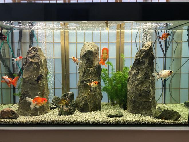 freshwater fish stocking in 92 gallons tank - Japanese Rock GardenSilver GraniteMonoliths