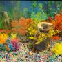 20 gallons freshwater fish tank (mostly fish and non-living decorations) - Goldfish
