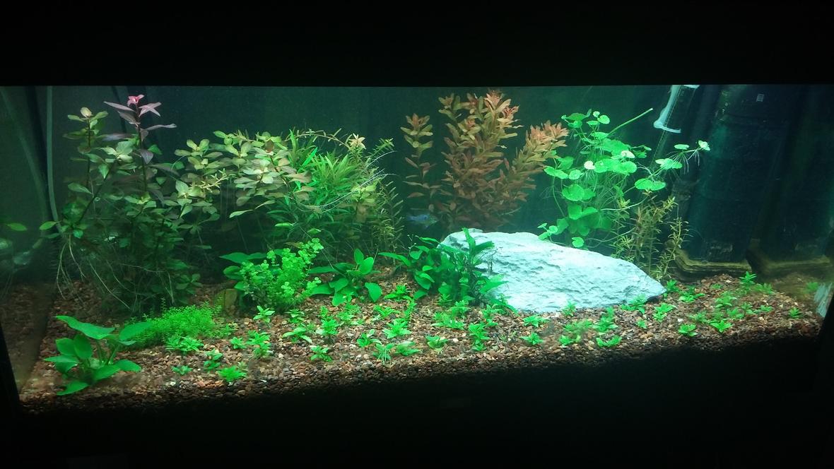 42 gallons planted tank (mostly live plants and fish) - Juwel Rio 180