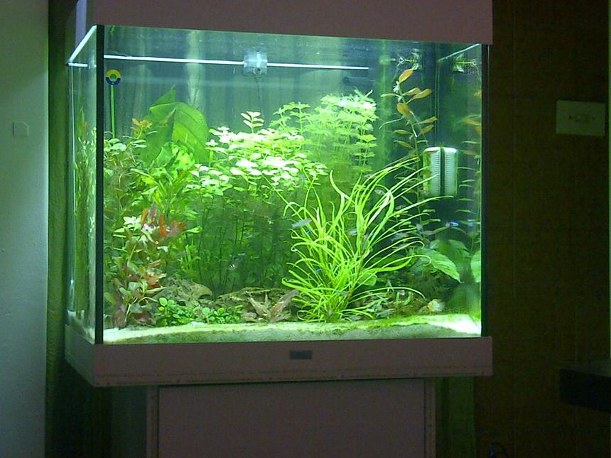 Rated #12: 42 Gallons Freshwater Fish Tank - Juwel Lido 200 Neon tetras and Rummy nose tetras