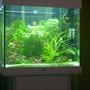 42 gallons freshwater fish tank (mostly fish and non-living decorations) - Juwel Lido 200 Neon tetras and Rummy nose tetras