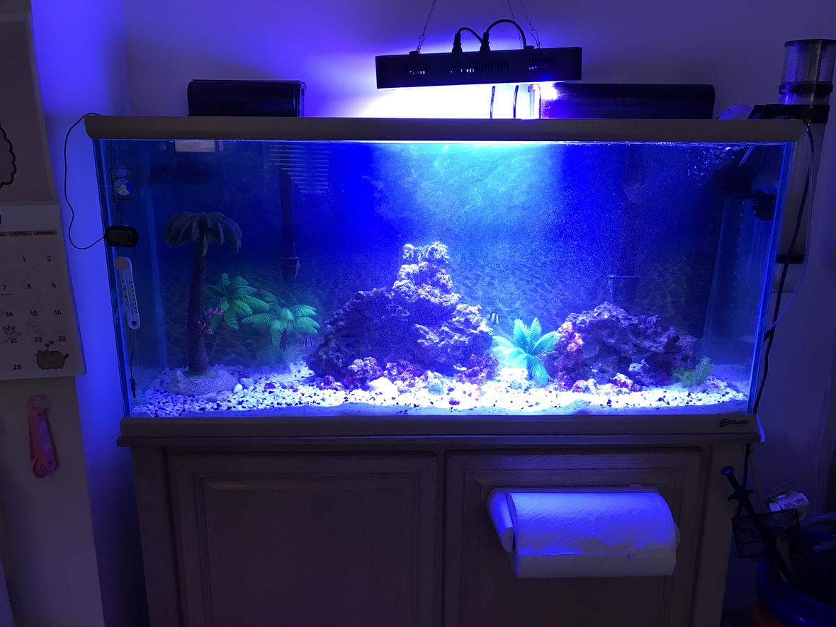 55 gallons reef tank (mostly live coral and fish) - My Tank