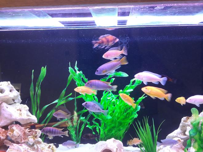 95 gallons freshwater fish tank (mostly fish and non-living decorations) - A few of the fish