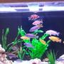 95 gallons freshwater fish tank (mostly fish and non-living decorations) - A few of the fish