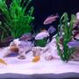 freshwater fish stocking in 95 gallons tank - African Cichlids