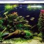48 gallons planted tank (mostly live plants and fish) - my planted tank