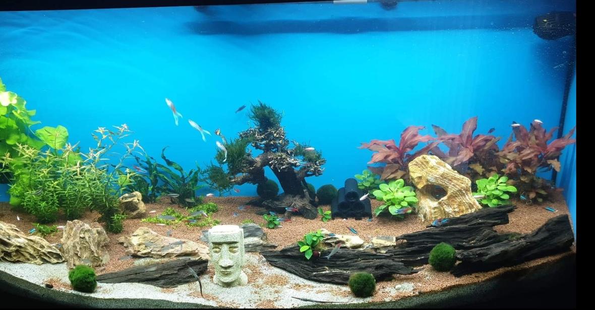 50 gallons planted tank (mostly live plants and fish) - .