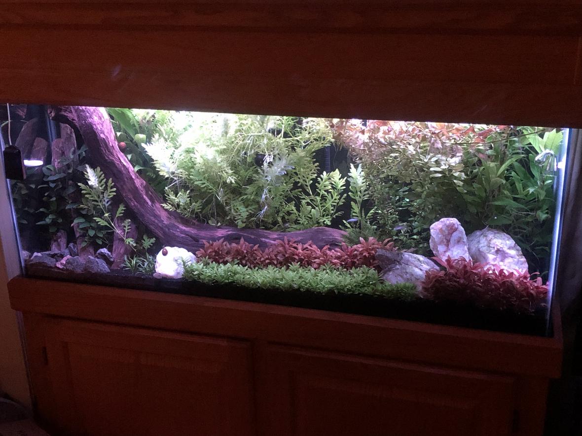 55 gallons planted tank (mostly live plants and fish) - 55 Gallon Planted