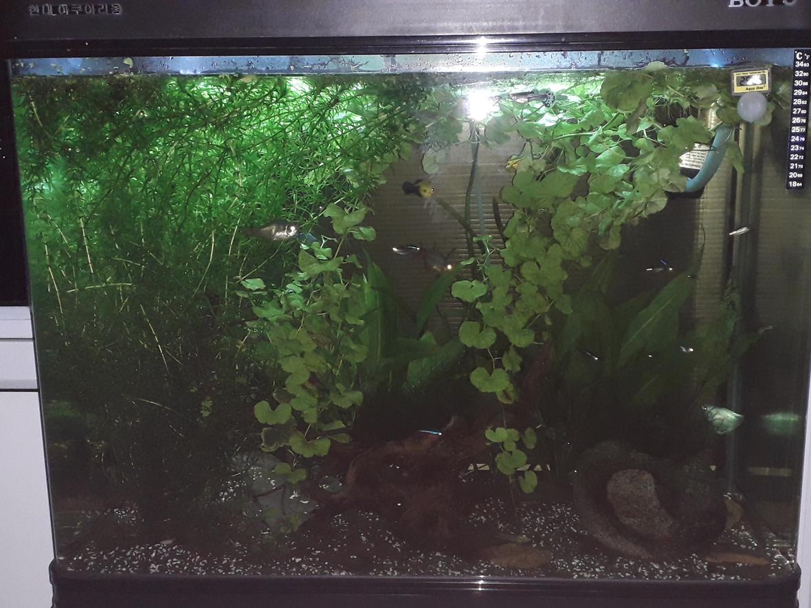 55 gallons planted tank (mostly live plants and fish) - 55 gallon