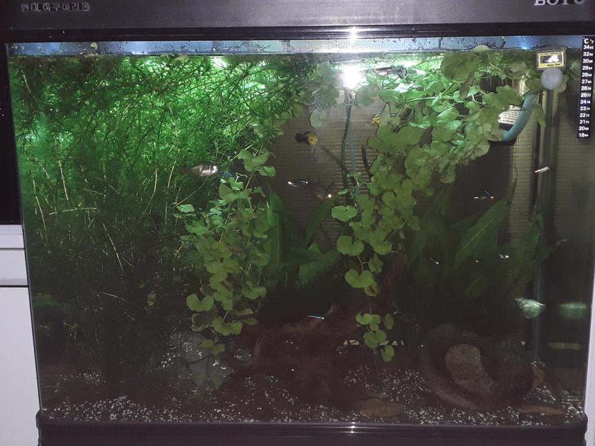 Rated #16: 55 Gallons Planted Tank - 55 gallon