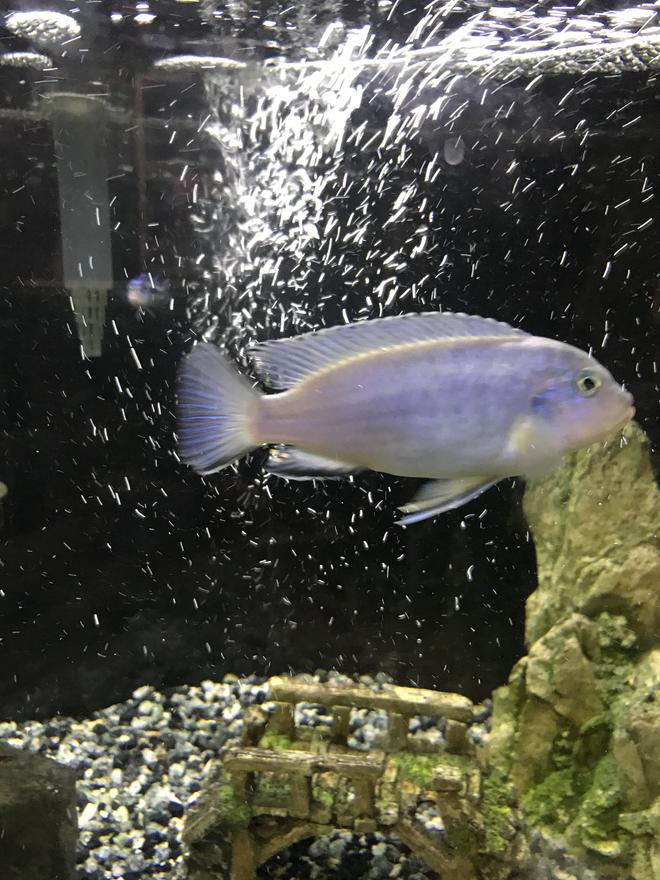 freshwater fish stocking in 75 gallons tank - Blue Mbuna