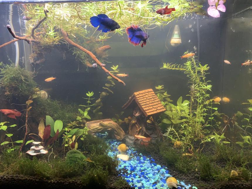 Rated #8: 20 Gallons Planted Tank - Betta village