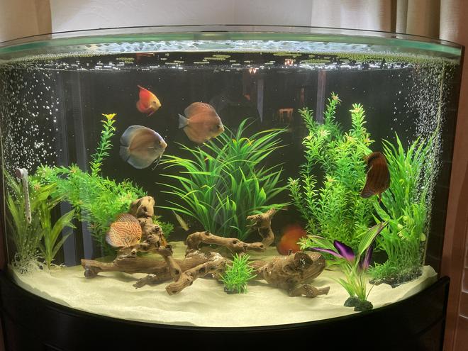 96 gallons freshwater fish tank (mostly fish and non-living decorations) - My first try at a tank