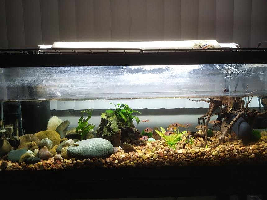 Rated #18: 20 Gallons Planted Tank - New setup, add a UV filter and removed all of the old gravel and put in new ones. 11 Rasaboras, 2 Otos, bunch of blue shirmps, and one guppie ( my wifes only fish ) also have a DIY CO2 generator added.