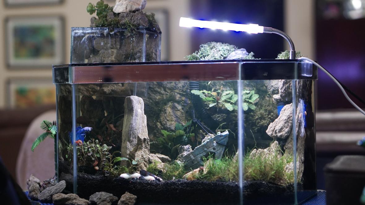 planted tank (mostly live plants and fish) - My newly built shipwreck themed betta tank with suspended add on part