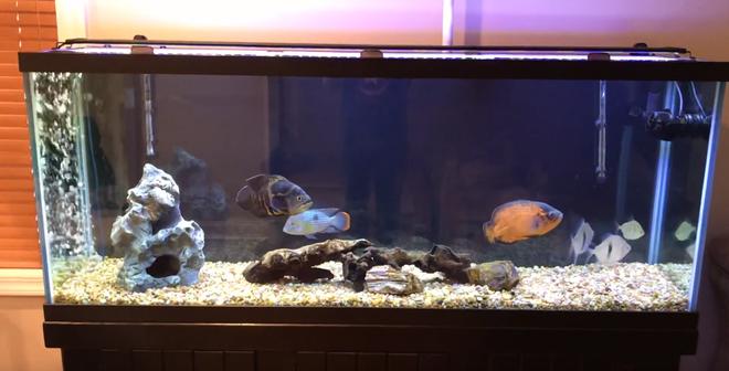 150 gallons freshwater fish tank (mostly fish and non-living decorations) - Picture of my tank