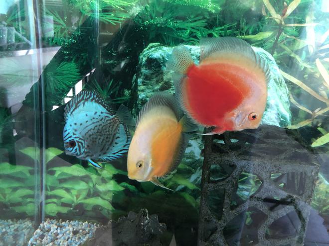 freshwater fish stocking in 60 gallons tank - Discus friends :)