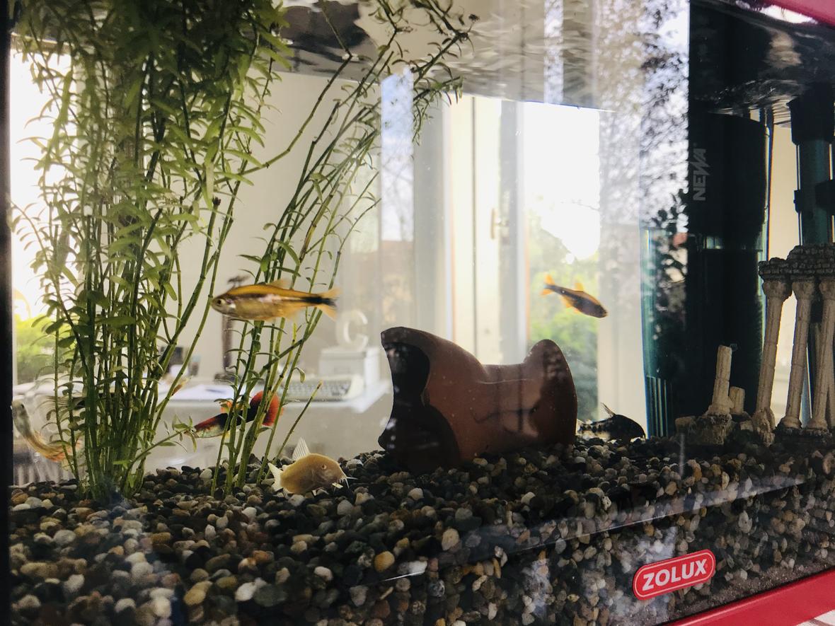 freshwater fish stocking in 5 gallons tank - This is my aquarium, sorry if the pic isn`t the best, I took it before cleaning the tank so there are a few snails and leaves around