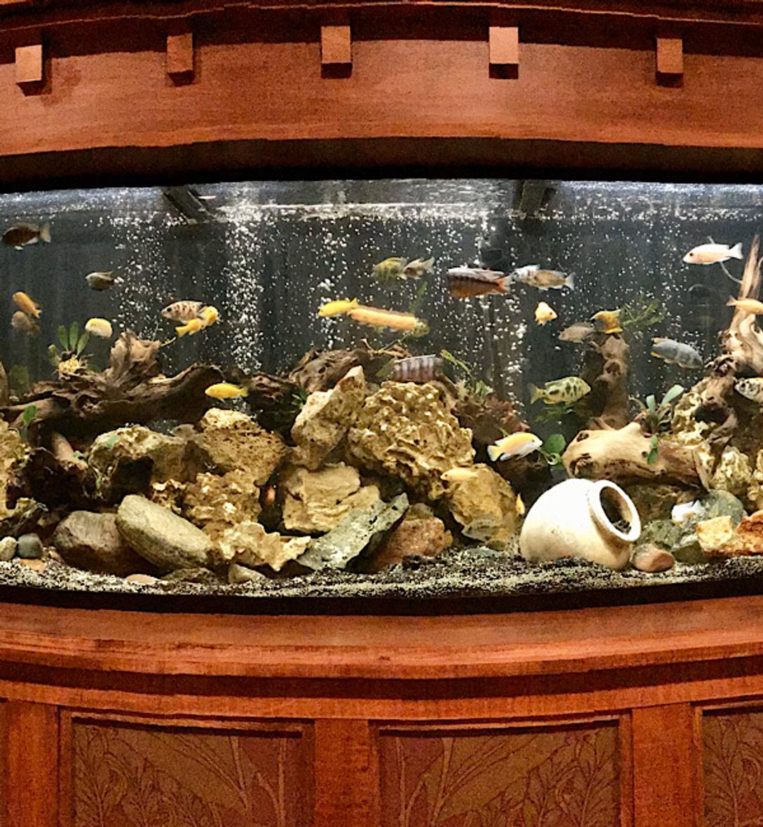 210 gallons freshwater fish tank (mostly fish and non-living decorations) - New tank,set up after a few years off from the hobby.