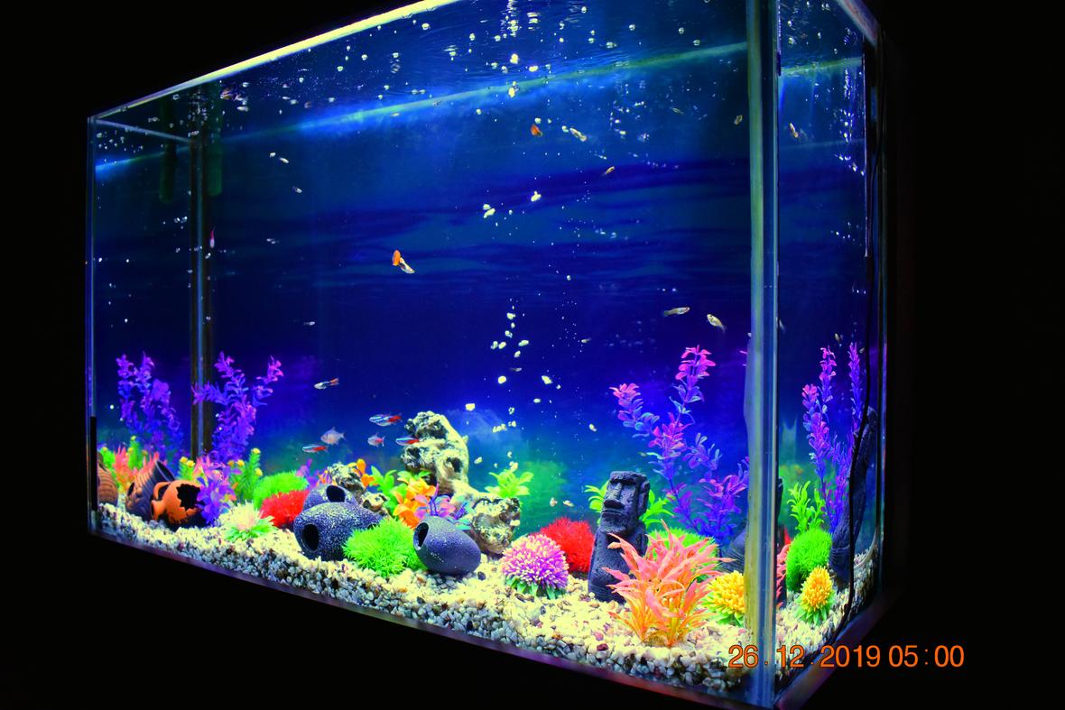 65 gallons freshwater fish tank (mostly fish and non-living decorations) - 100 x 65 x 40 (cm) / ~65 Gallons / Neon Tetra, Guppy, Serpae Tetra, Black Phantom Tetra / Artificial Plants