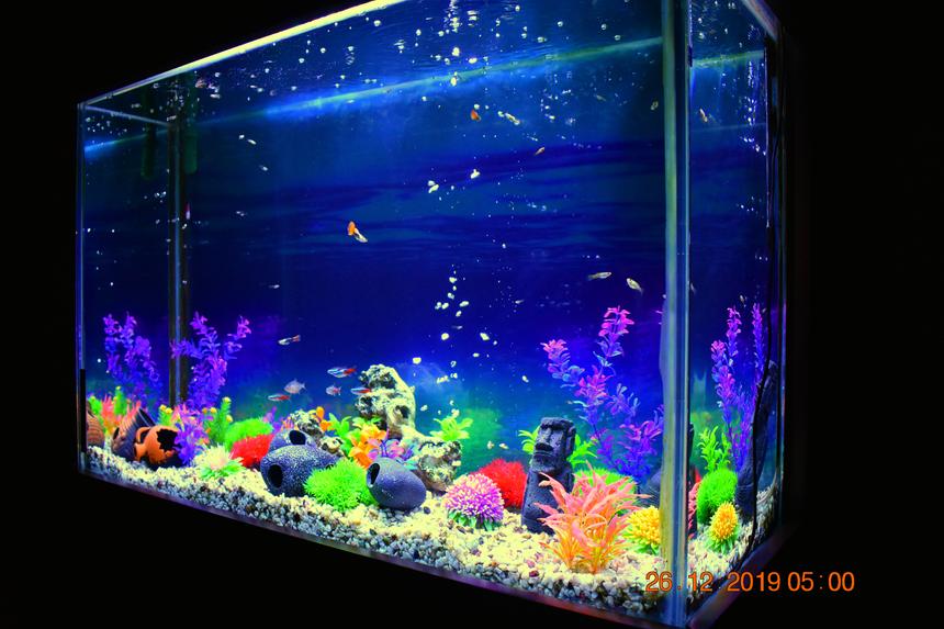 Rated #24: 65 Gallons Freshwater Fish Tank - 100 x 65 x 40 (cm) / ~65 Gallons / Neon Tetra, Guppy, Serpae Tetra, Black Phantom Tetra / Artificial Plants