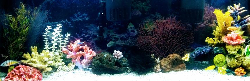 Rated #14: 55 Gallons Freshwater Fish Tank - 55gallon cichlid tank