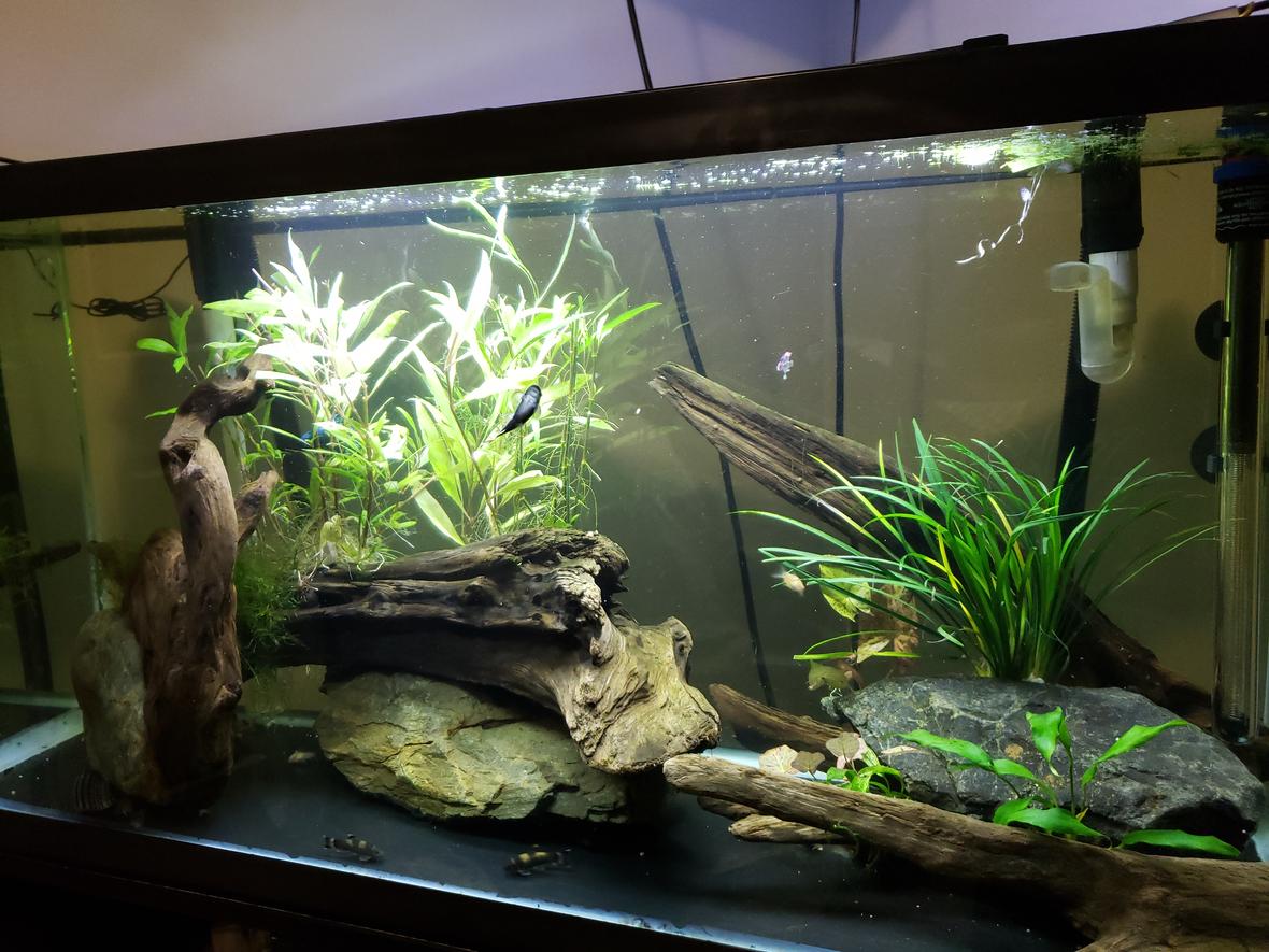 30 gallons planted tank (mostly live plants and fish) - Zen