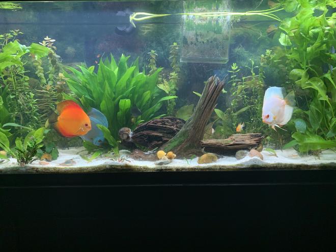 20 gallons freshwater fish tank (mostly fish and non-living decorations) - Discus love
