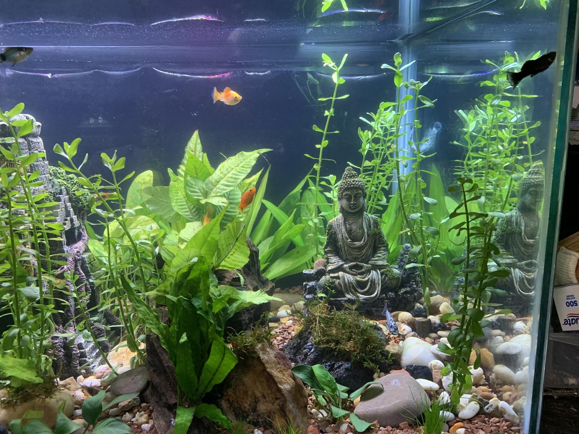40 gallons planted tank (mostly live plants and fish) - Did some weekly maintenance. Plants are growing nicely.
