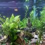 40 gallons planted tank (mostly live plants and fish) - Did some weekly maintenance. Plants are growing nicely.